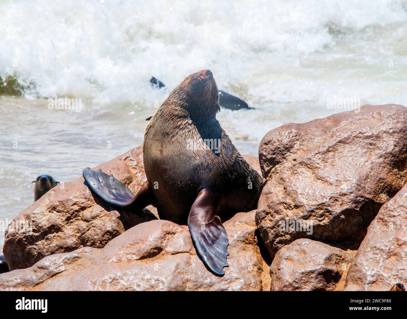 Namibie Cape fur Seals Cape Cross Skeleton Coast Banque D'Images