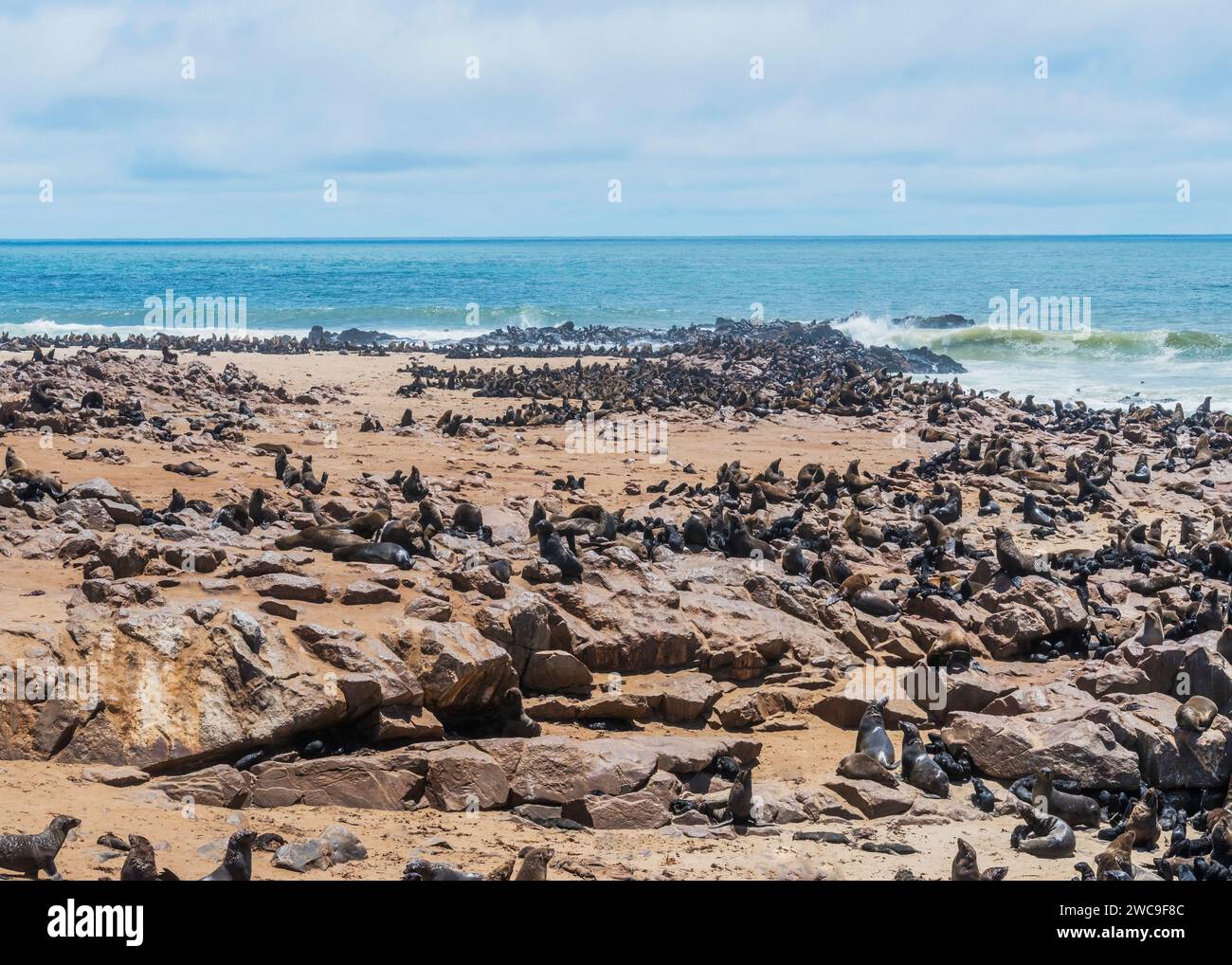 Namibie Cape fur Seals Cape Cross Skeleton Coast Banque D'Images