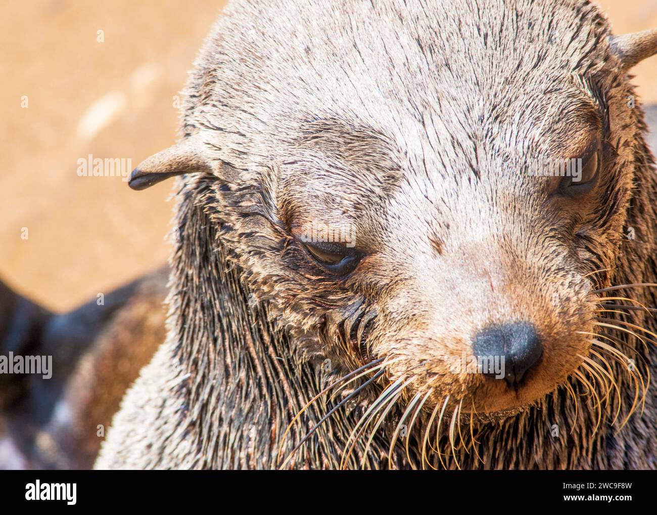 Namibie Cape fur Seals Cape Cross Skeleton Coast Banque D'Images