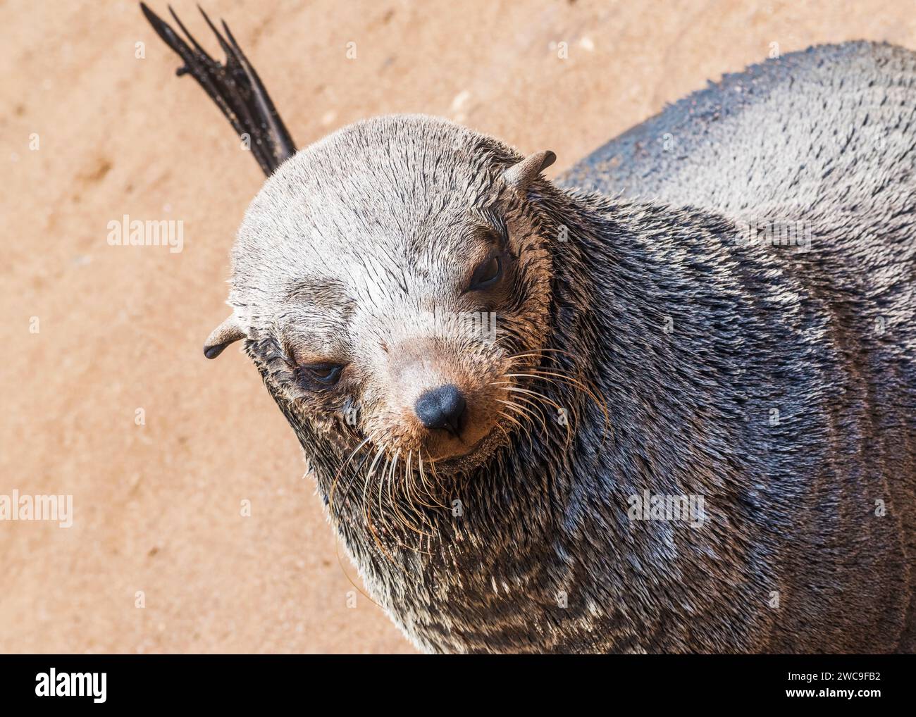Namibie Cape fur Seals Cape Cross Skeleton Coast Banque D'Images