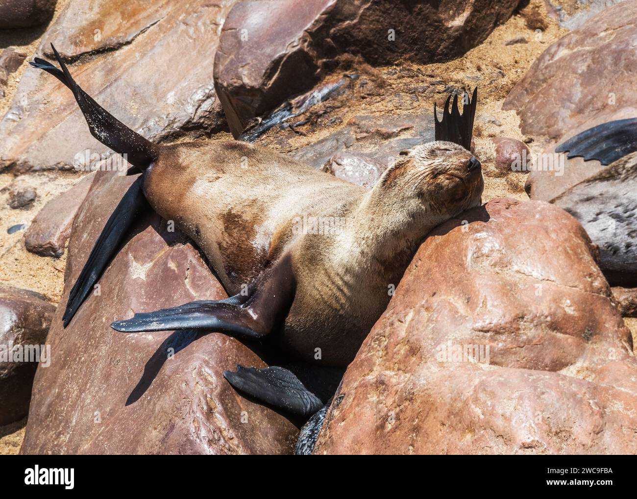 Namibie Cape fur Seals Cape Cross Skeleton Coast Banque D'Images
