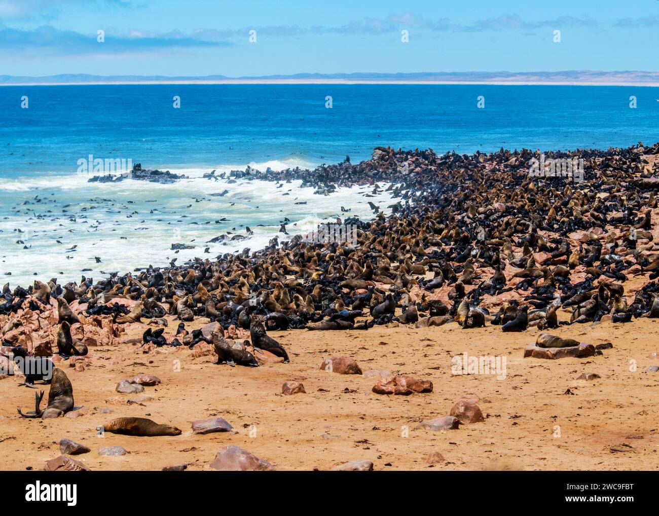 Namibie Cape fur Seals Cape Cross Skeleton Coast Banque D'Images
