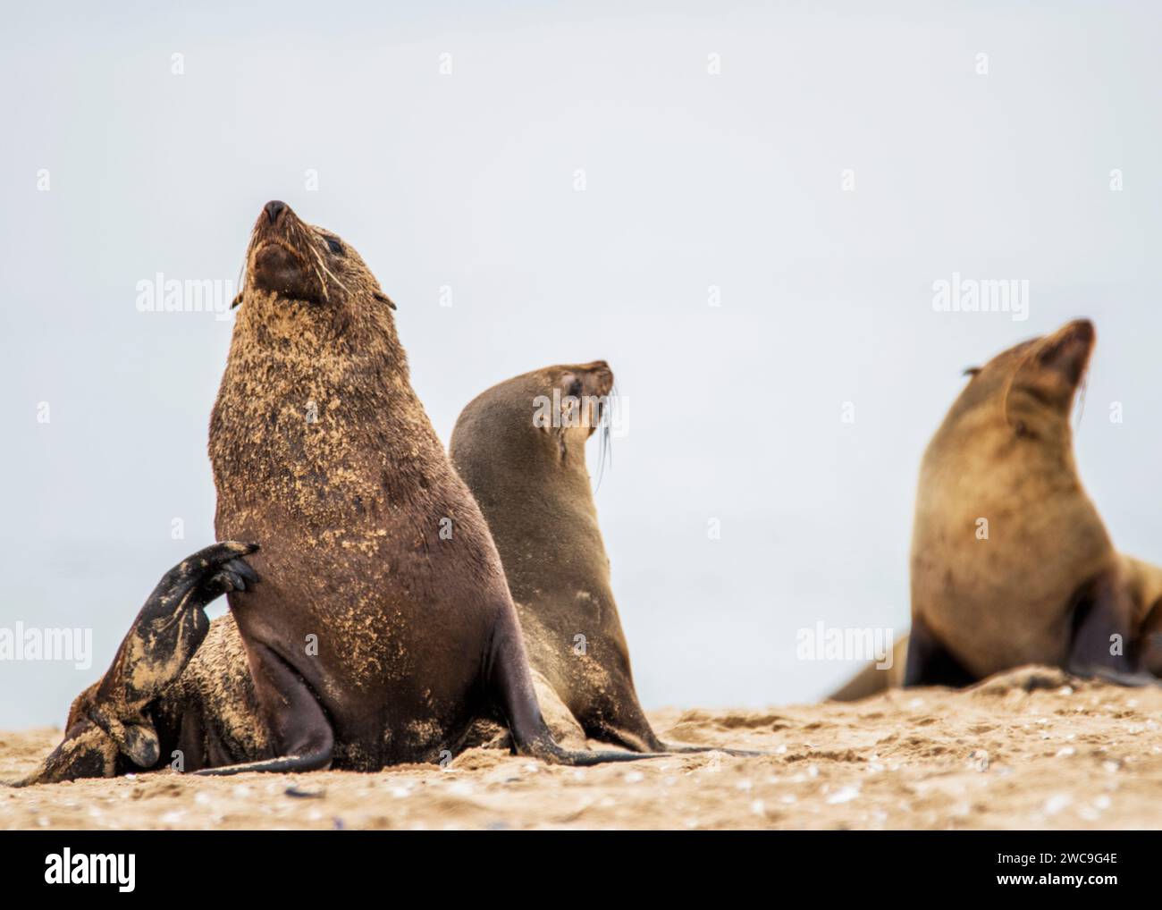 Namibie Cape fur Seals Cape Cross Skeleton Coast Banque D'Images