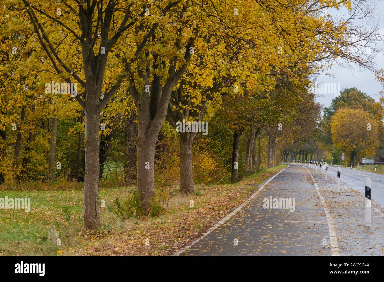 Piste cyclable avec feuilles d'automne Banque D'Images