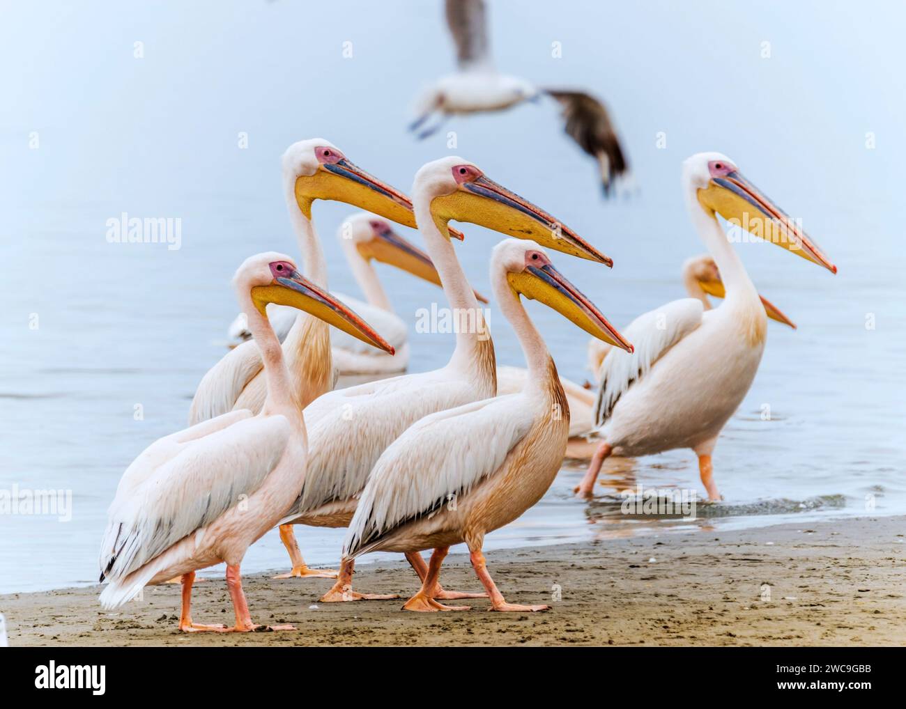 Namibie Swakopmund Walvisbay Pelican point - Pelican Banque D'Images