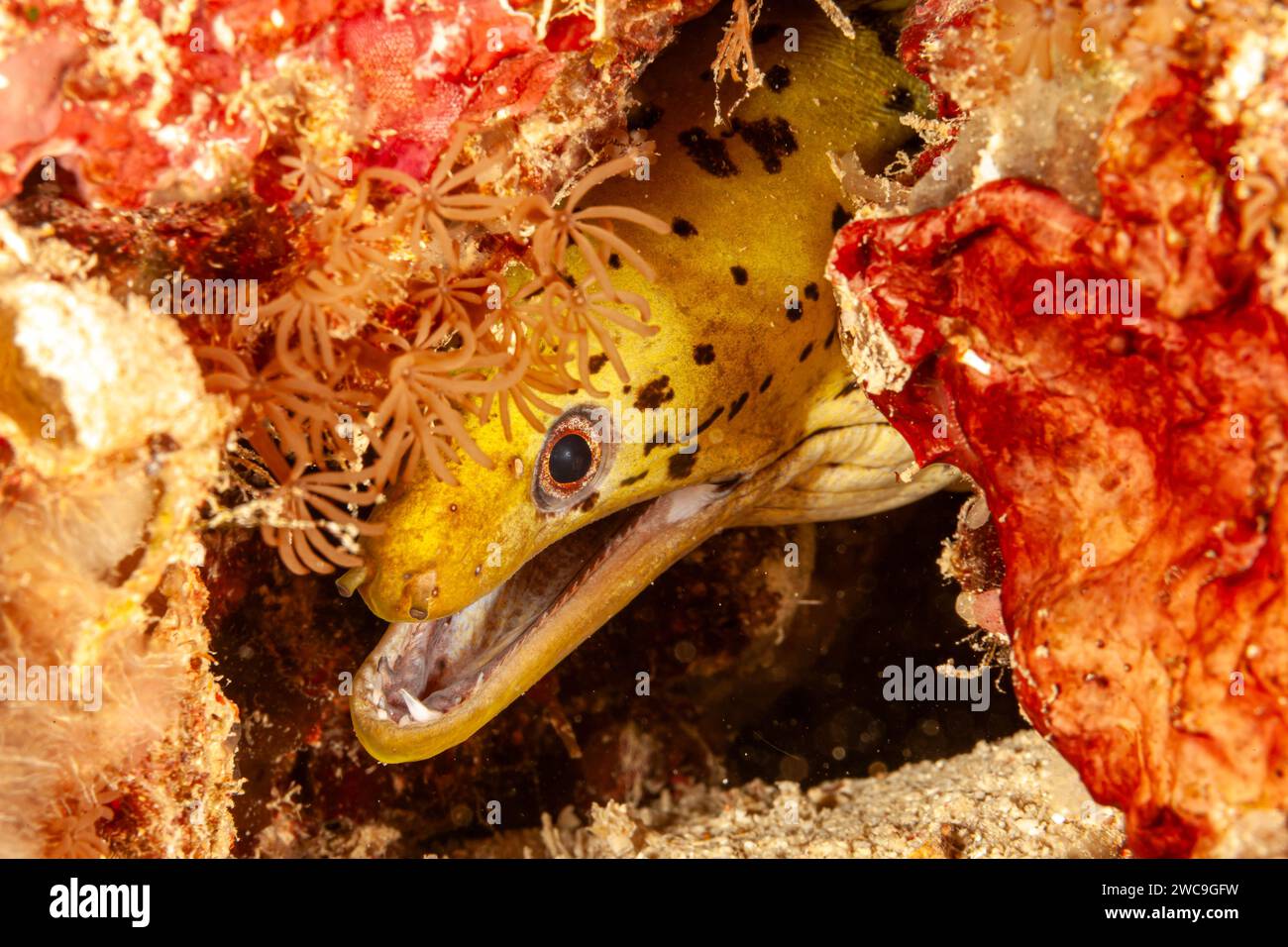 Malaisie, Sabah, Mabul, fimbrated Moray anguille (Gymnothorax fimbriatus) Banque D'Images