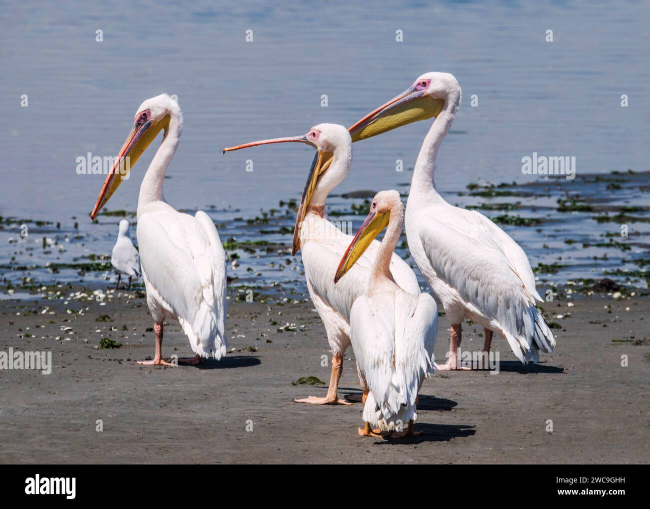 Namibie Swakopmund Walvisbay Pelican point - Pelican Banque D'Images