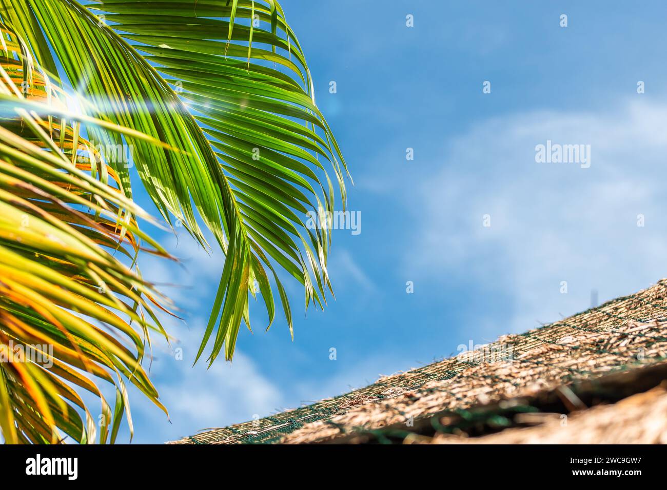 Ciel d'été et feuilles de palmier sur une île tropicale Banque D'Images