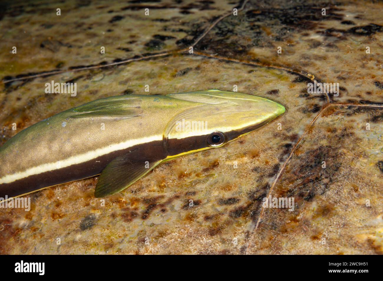 Malaisie, Sabah, Mabul, Remora (Echeneis naucrates) Banque D'Images