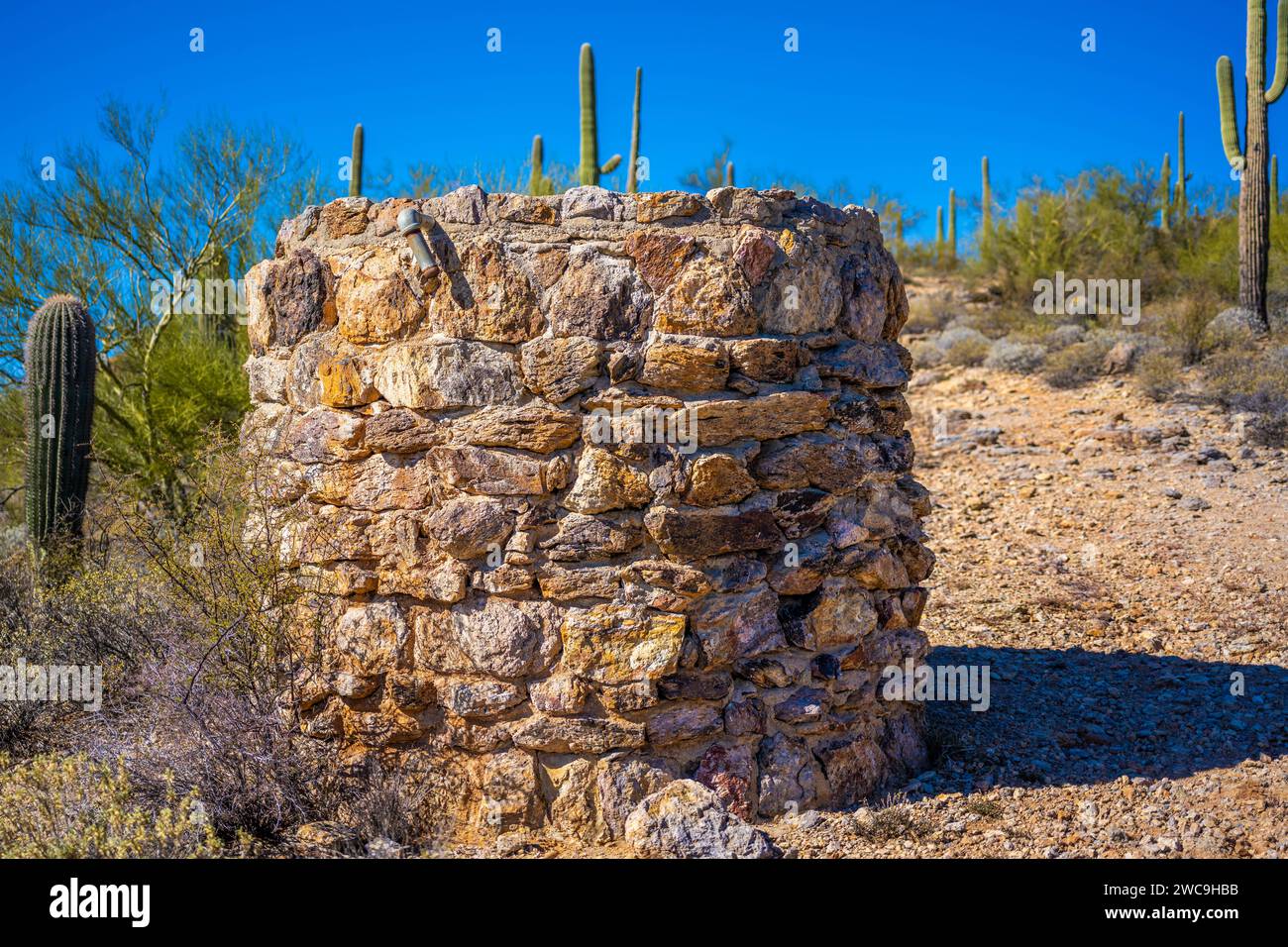 Un long et mince Saguaro Cactus à Tucson, Arizona Banque D'Images