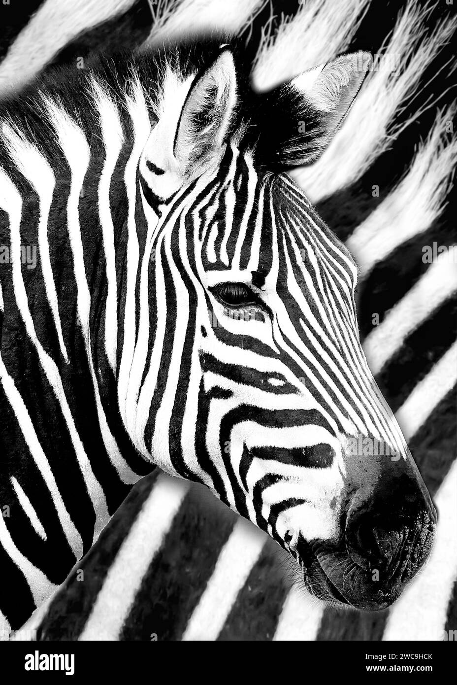 Zebra Afrique du Sud Parc national Kruger Banque D'Images