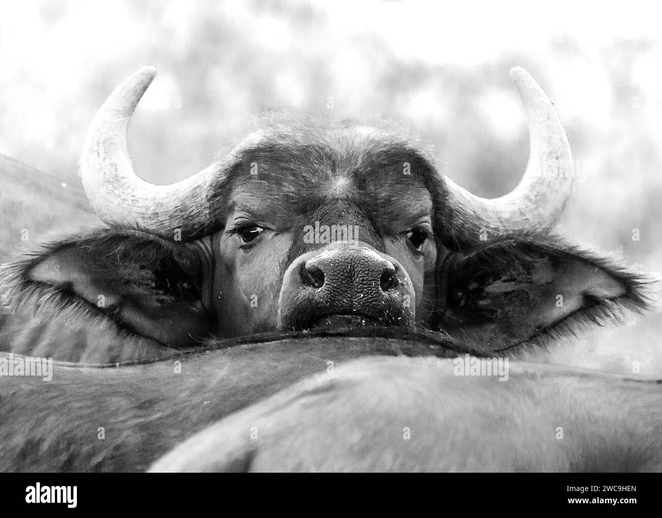 Buffalo Kruger National Park afrique du Sud Banque D'Images