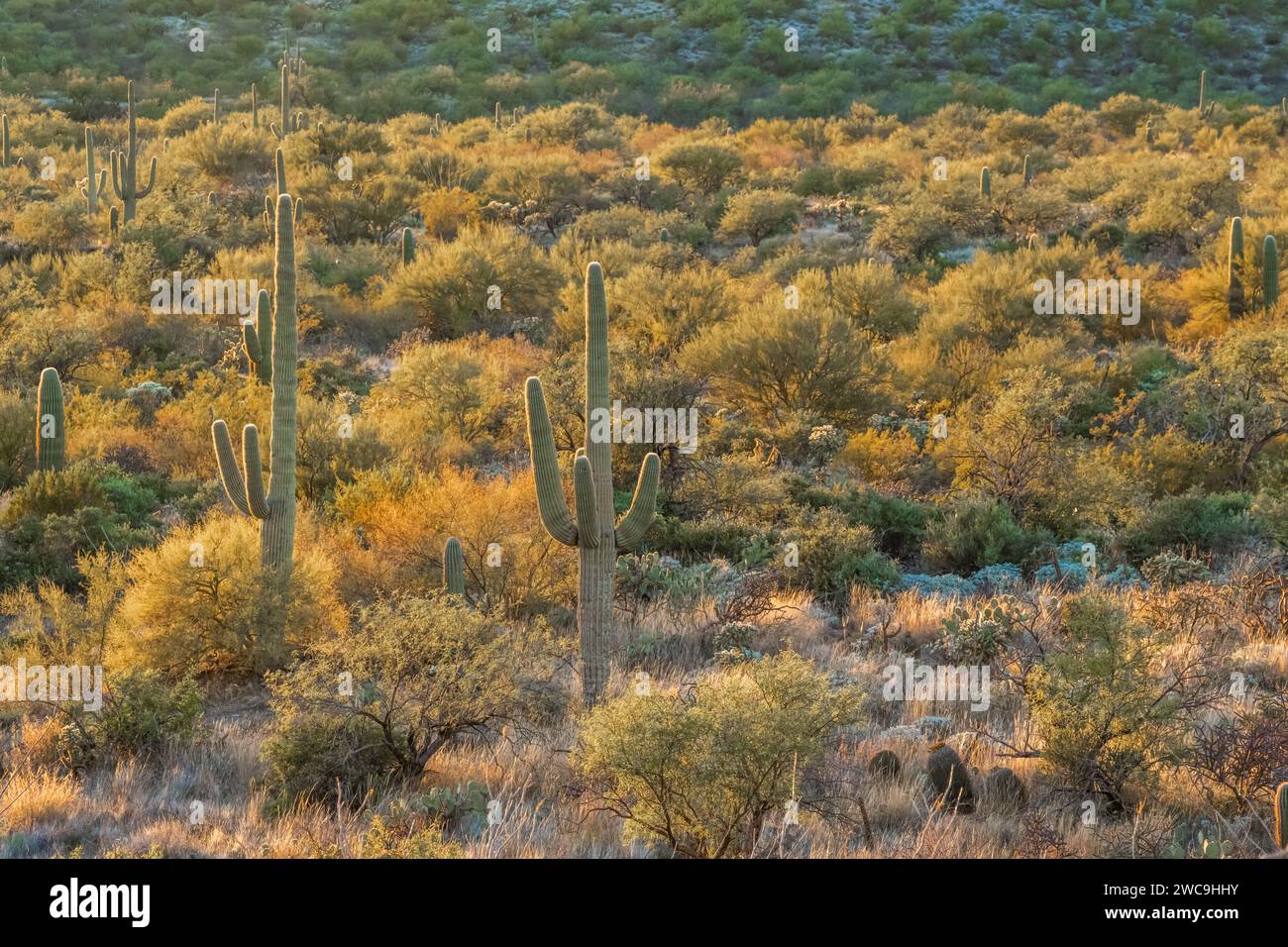 Un long et mince Saguaro Cactus à Tucson, Arizona Banque D'Images