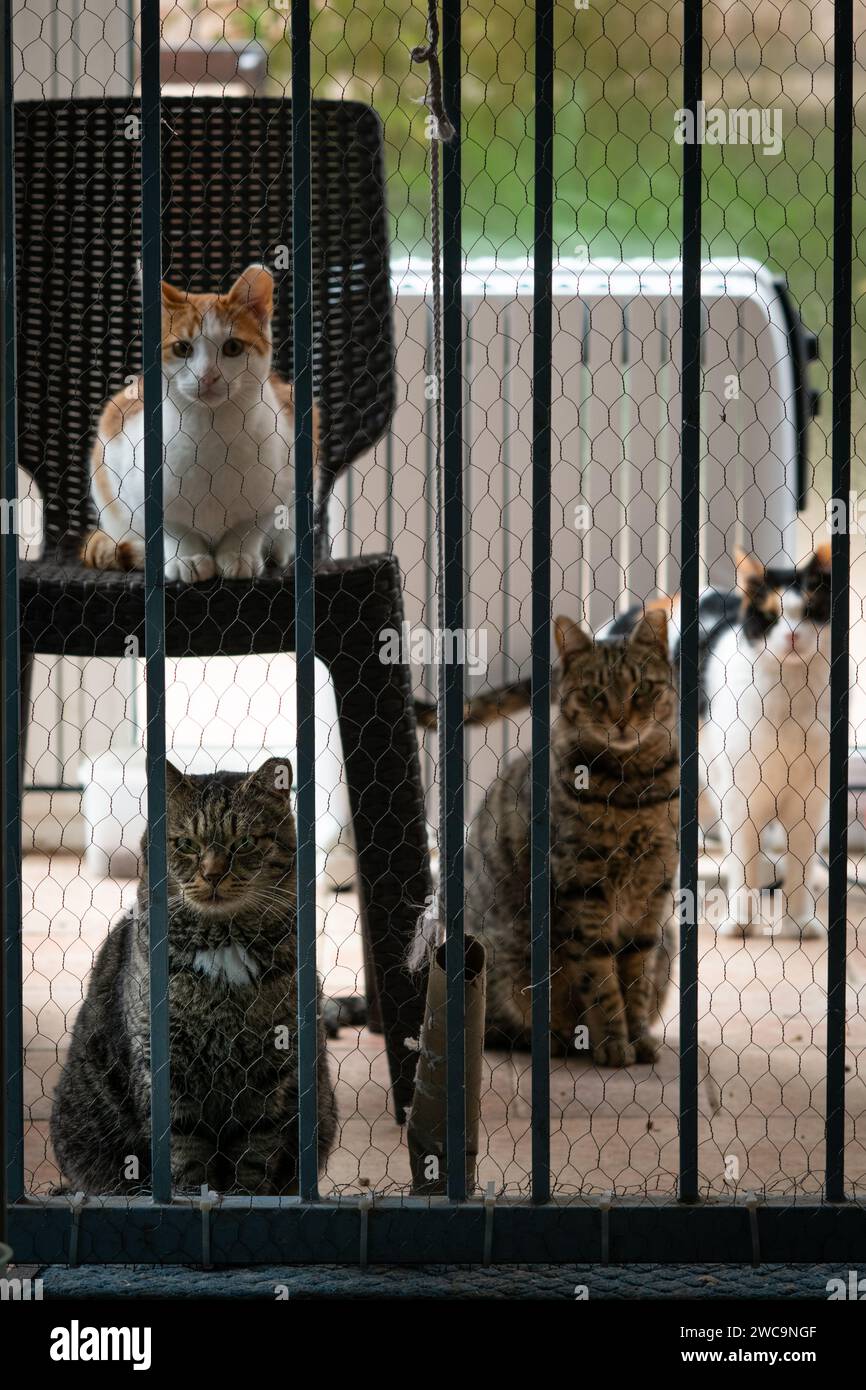 Un groupe de chats affamés, sauvages, de la rue de Jérusalem regardent dans un appartement à travers une clôture en treillis métallique. Banque D'Images