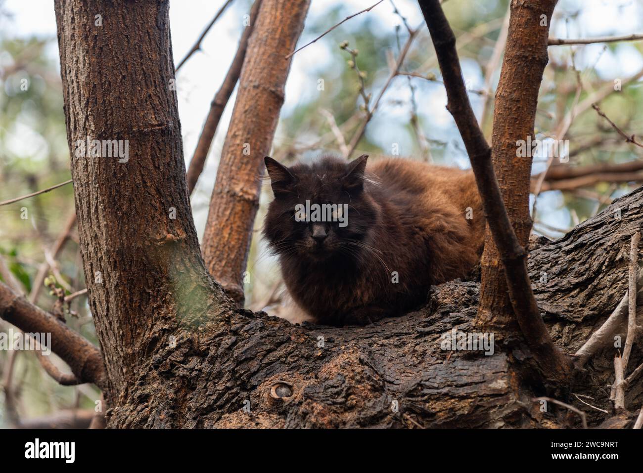 Brun moelleux et noir, sauvage, chat de rue de Jérusalem avec de grands yeux jaunes, assis sur un perchoir à la base d'un grand arbre. Banque D'Images