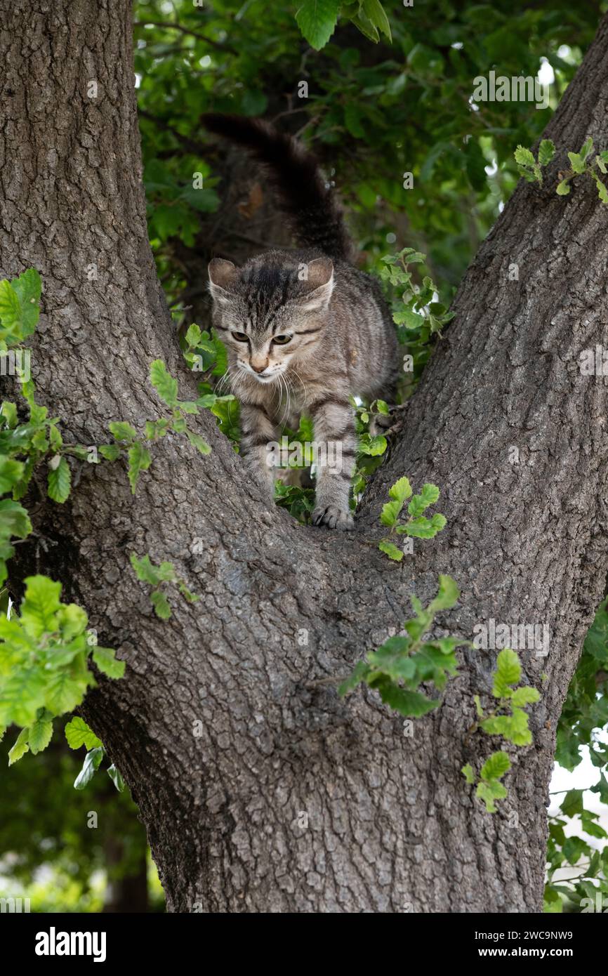 Un jeune chat sauvage gris et noir à rayures tigrées monte en sécurité sur une perche à la base d'un tronc d'arbre épais. Banque D'Images