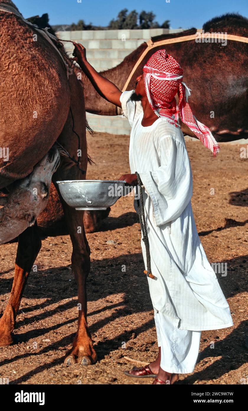 Élevage de chameaux en Arabie Saoudite préposé avec un bol de lait frais Banque D'Images