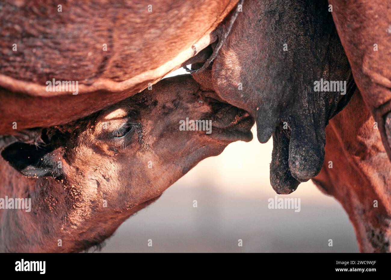 Jeune chameau suçant le lait de sa mère pis en Arabie Saoudite Banque D'Images
