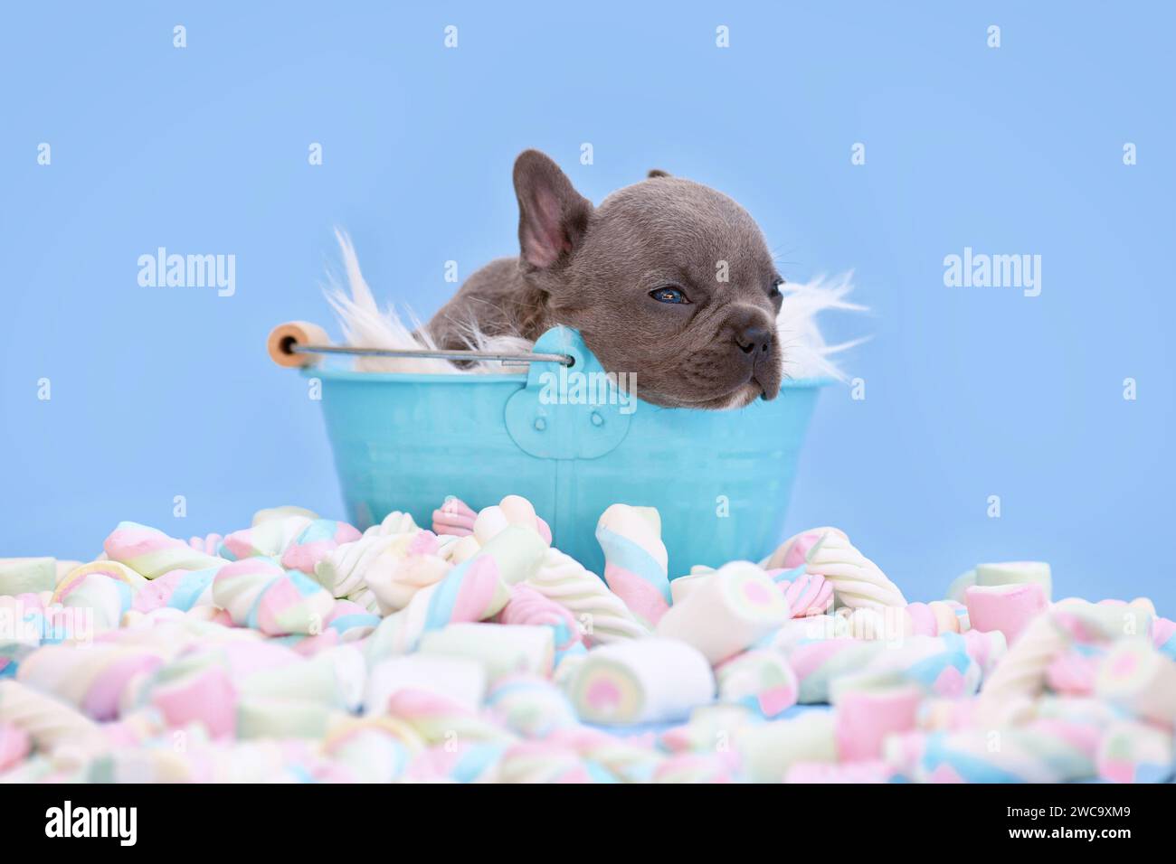 Mignon petit chiot chien Bulldog français dans un seau sur fond bleu avec des bonbons de guimauve Banque D'Images