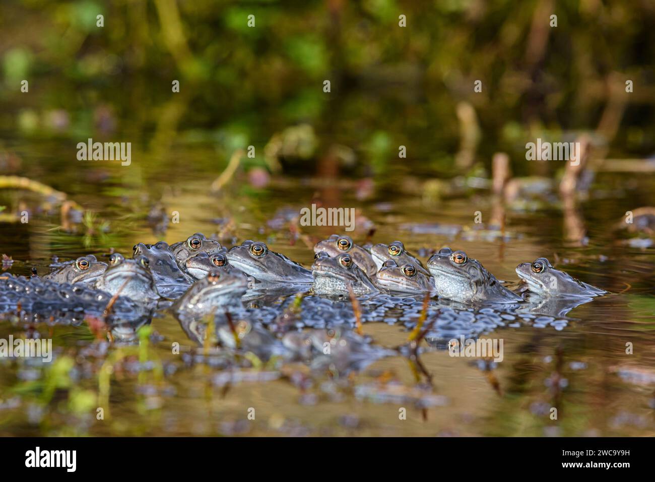 Grenouilles communes, Rana temporaria, grenouilles communes européennes, femelle entourée de mâles dans l'étang de reproduction, étang de la faune de jardin, entouré par le frai, Mars Banque D'Images