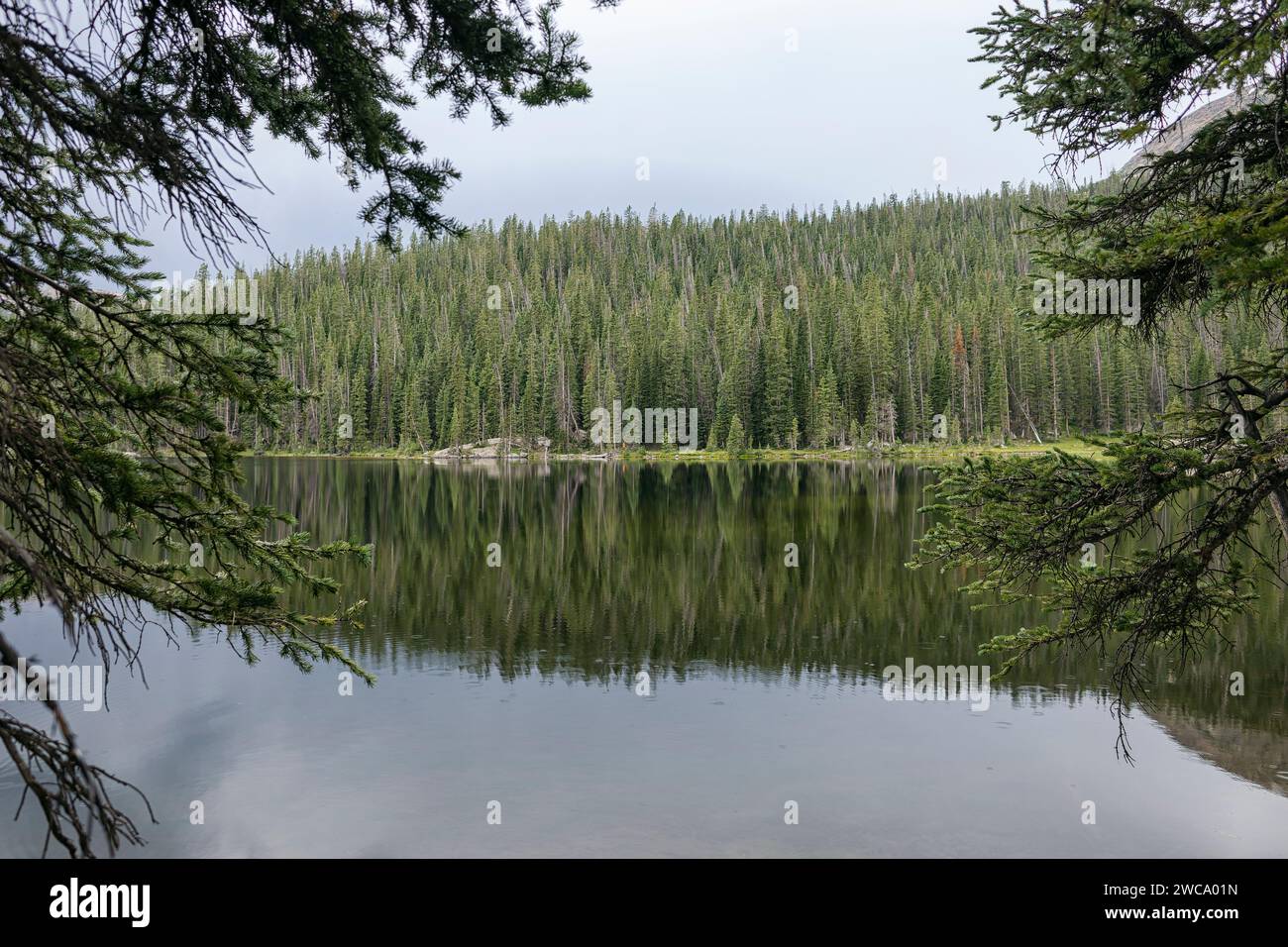 Paysage serein d'un lac dans une forêt luxuriante, Colorado Banque D'Images