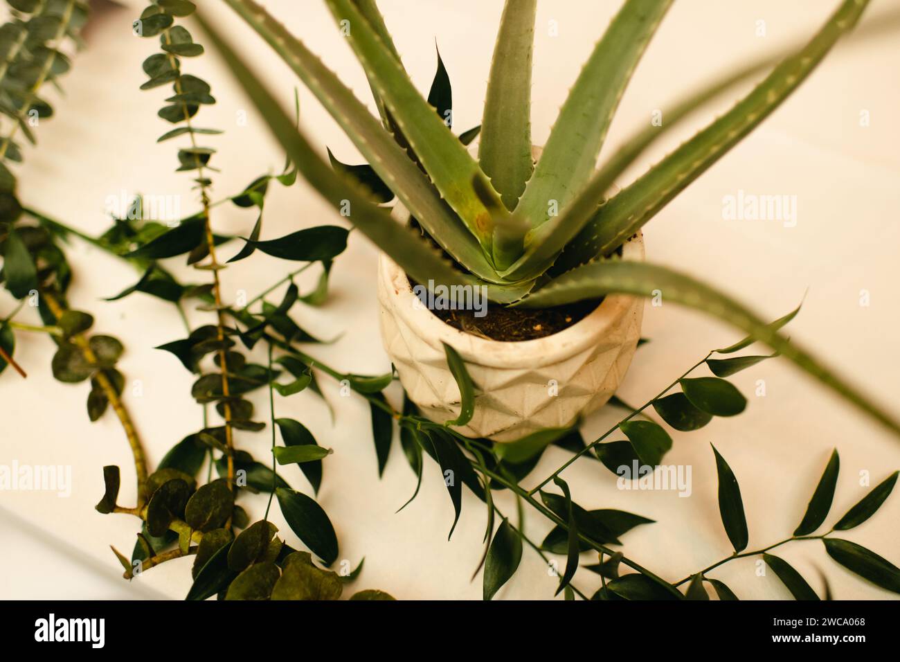 Aloe vera plante en pot entourée de branches de verdure Banque D'Images