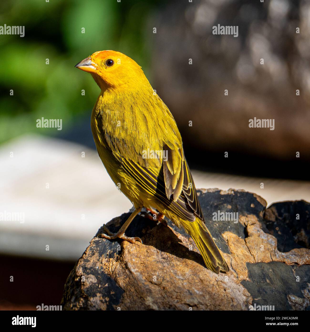 Canari atlantique, un petit oiseau sauvage brésilien. Le Crithagra flaviventris jaune canari est un petit oiseau de passereau de la famille finch. Banque D'Images
