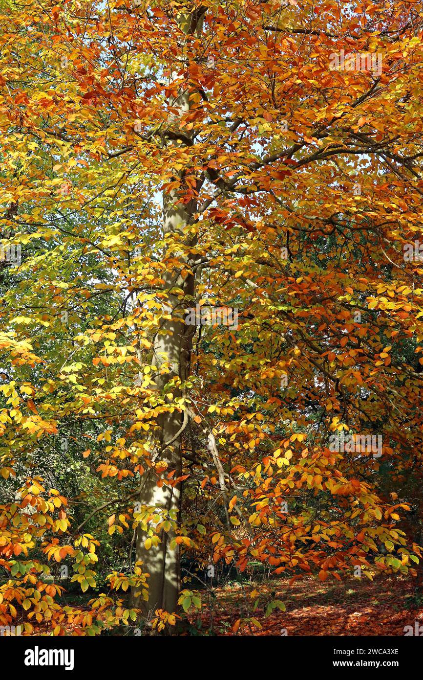 Un hêtre oriental (Fagus Orientalis) en automne, avec les nuances variées du feuillage doré. Angleterre, novembre Banque D'Images