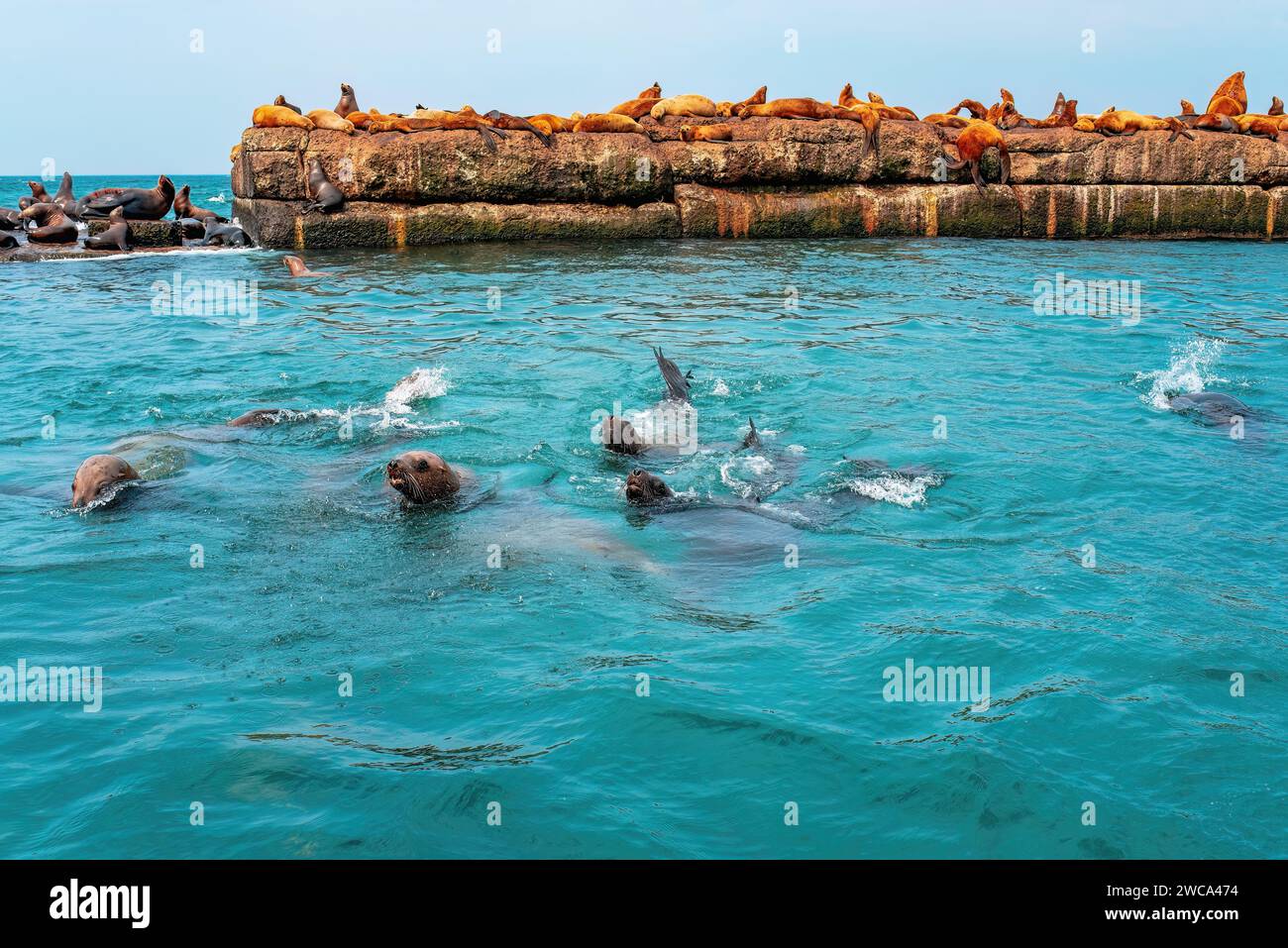 La roquerie des lions de mer de Steller. Groupe d'otaries du nord sur le brise-lames dans la mer. Ville de Nevelsk, île de Sakhaline, Russie Banque D'Images