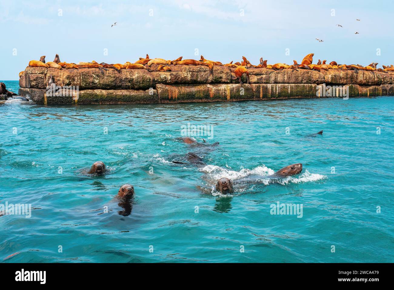 La roquerie des lions de mer de Steller. Groupe d'otaries du nord sur le brise-lames dans la mer. Ville de Nevelsk, île de Sakhaline, Russie Banque D'Images