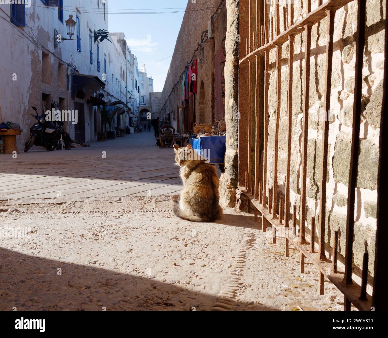 Chat assis près d'une porte dans une rue étroite de la médina à Essaouira Maroc, 14 janvier 2024 Banque D'Images