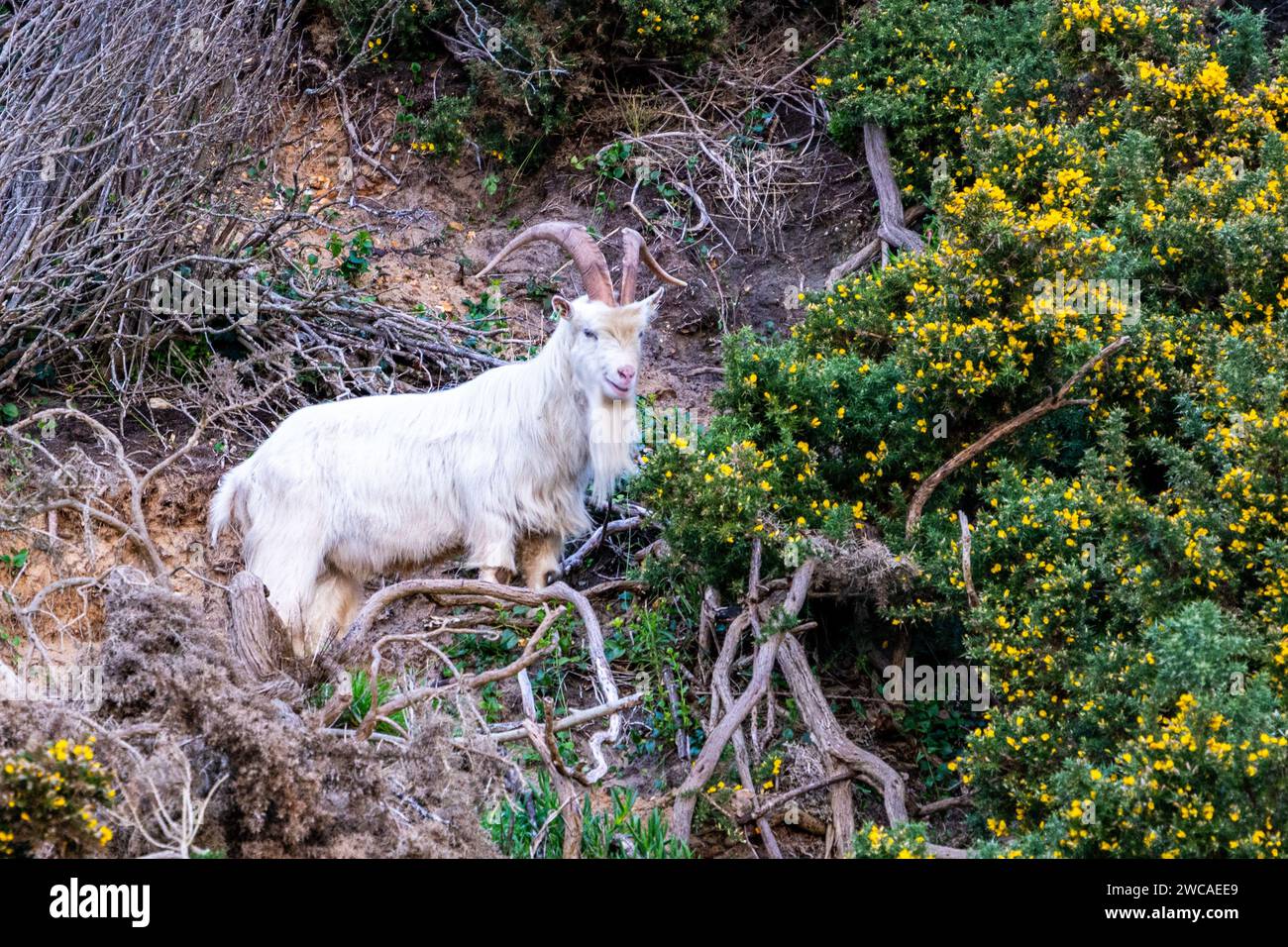 Une des célèbres chèvres de Bournemouth, une chèvre blanche laineuse du Cachemire, impliquée dans la gestion écologique de la végétation sur les falaises. Bournemout Banque D'Images