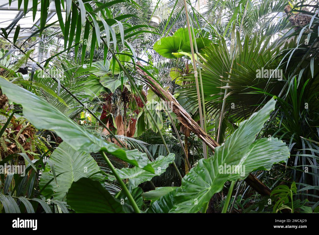 Le Conservatoire et jardin botanique de la ville de Genève est un musée et une institution de la ville de Genève. Banque D'Images