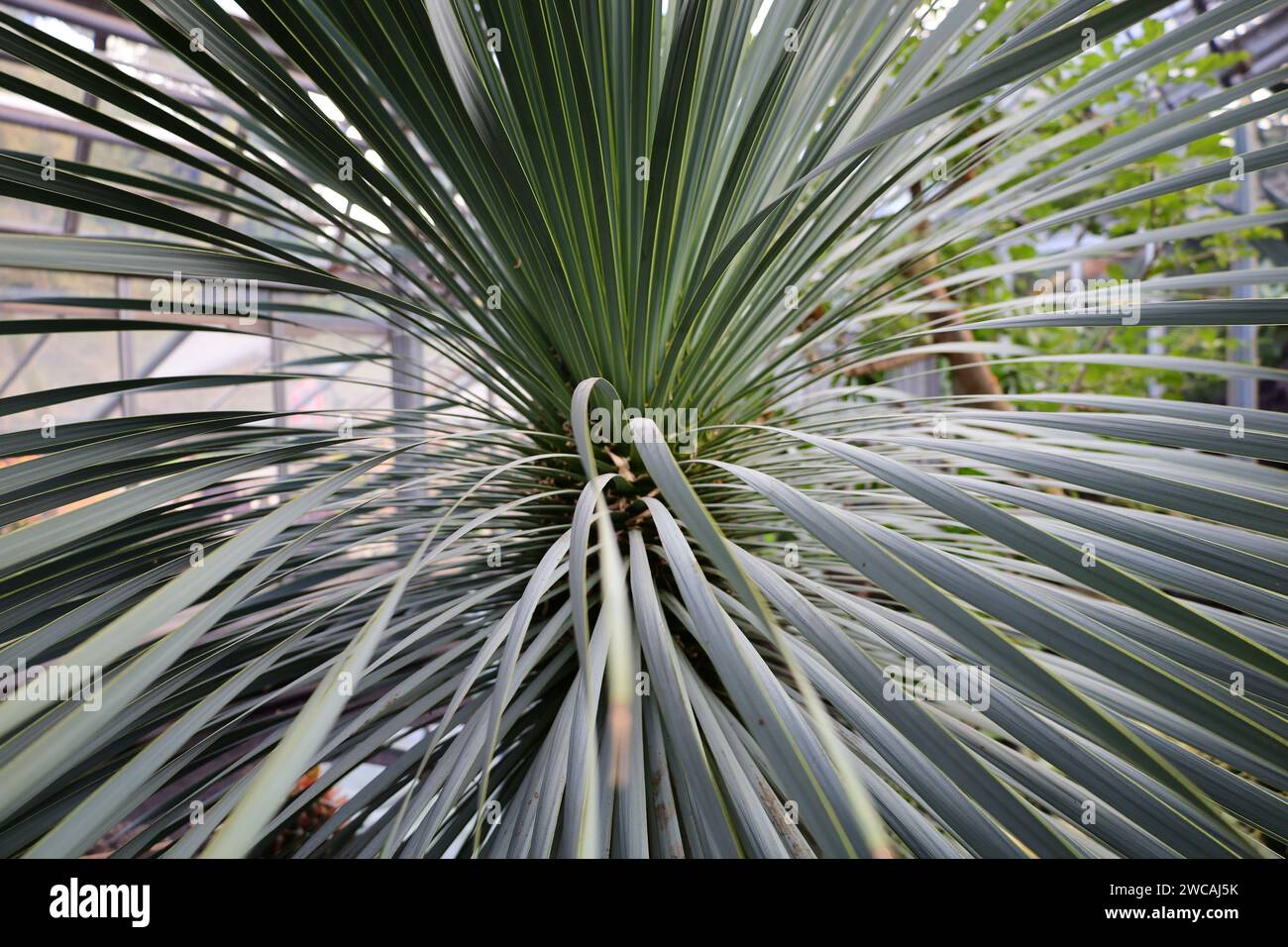 Le Conservatoire et jardin botanique de la ville de Genève est un musée et une institution de la ville de Genève. Banque D'Images