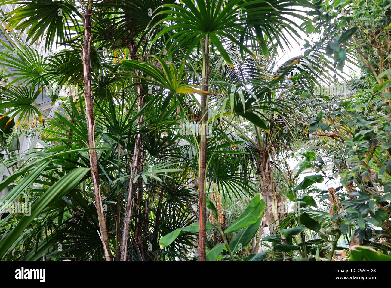 Le Conservatoire et jardin botanique de la ville de Genève est un musée et une institution de la ville de Genève. Banque D'Images