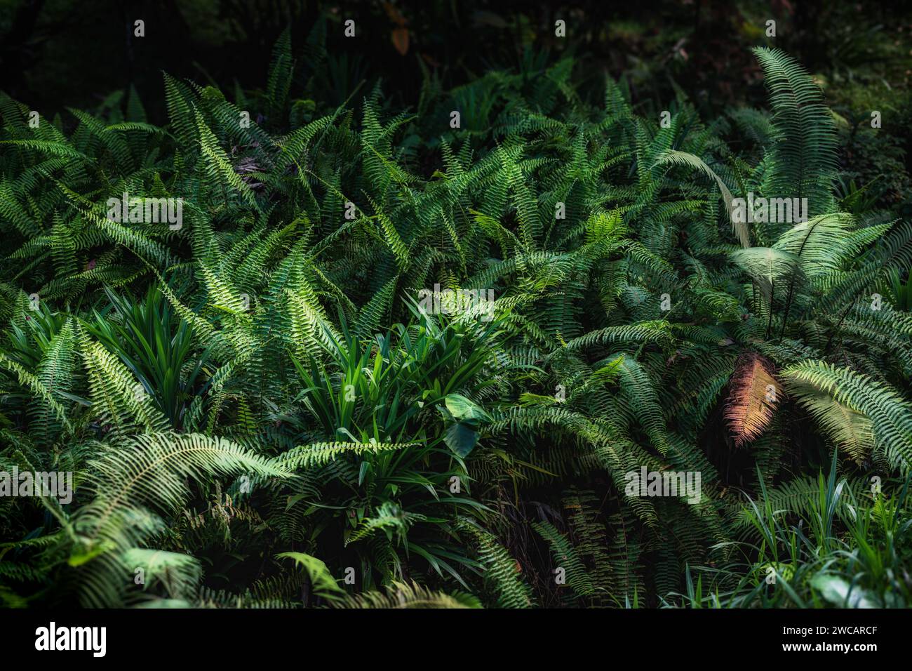 Fern quitte l'arrière-plan. Fourrés luxuriants de ces plantes qui aiment l'ombre dans un cadre forestier. Banque D'Images