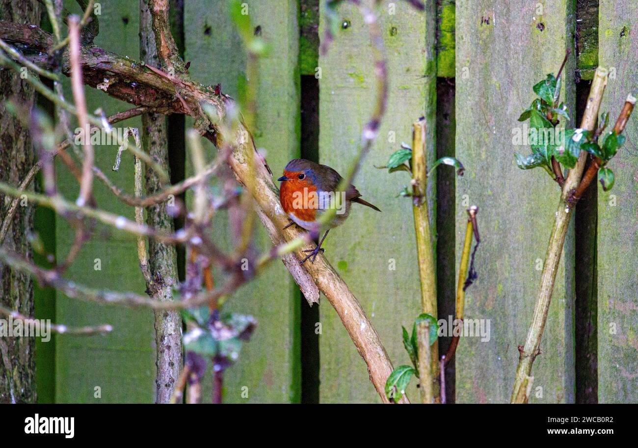 Dundee, Tayside, Écosse, Royaume-Uni. 15 janvier 2024. UK Météo : Dundee connaît du gel et un temps brillant en janvier, avec des températures autour de 1°C. Un matin d'hiver glacial, Robin Redbreast cherche de la nourriture. Crédit : Dundee Photographics/Alamy Live News Banque D'Images