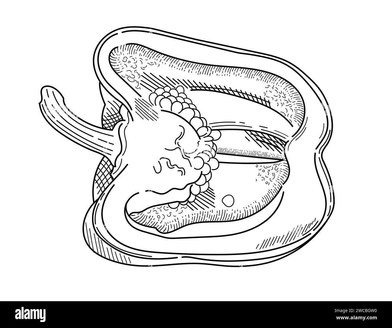 Contour de poivre bulgare style dessiné à la main poivre de paprika moitié illustration vectorielle de légumes frais isolé sur fond blanc Illustration de Vecteur