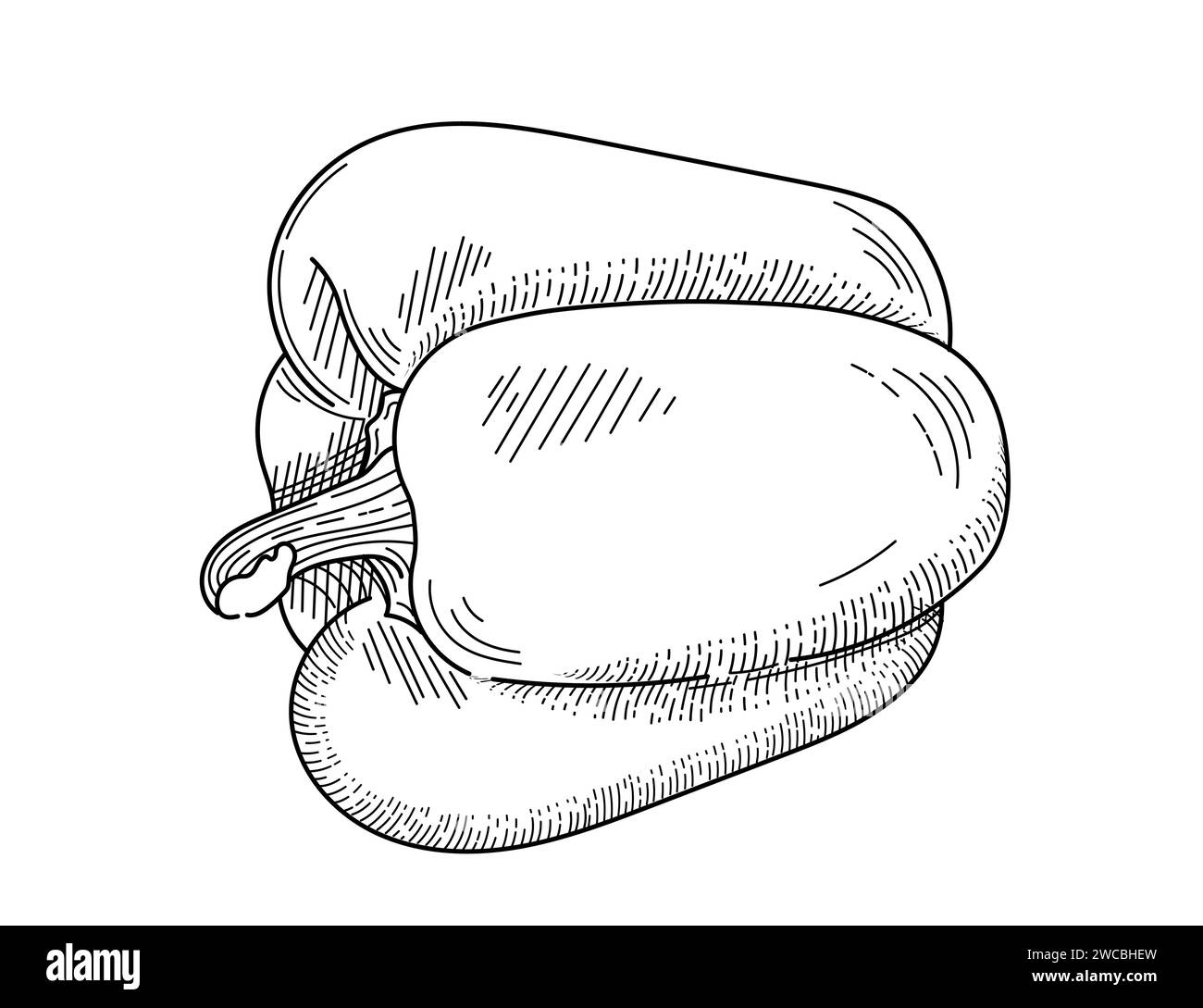 Contour de poivre bulgare style dessiné à la main entier poivre de paprika illustration vectorielle de légumes frais isolé sur fond blanc Illustration de Vecteur