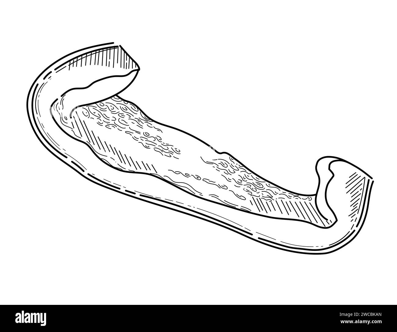 Contour de poivre bulgare style dessiné à la main tranche de paprika poivre illustration vectorielle de légumes frais isolé sur fond blanc Illustration de Vecteur