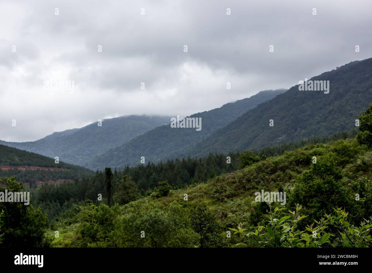 Les montagnes boisées de Magoebaskloof, avec leurs sommets cachés par les ruisseaux. Banque D'Images