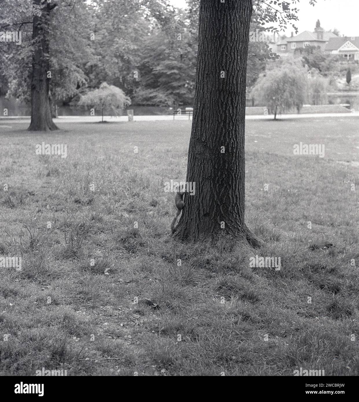Années 1960, historique, un écureuil au fond d'un tronc d'arbre, Angleterre, Royaume-Uni. Le petit animal, un rongeur, appartient à la famille des Sciuridae, qui compte 268 espèces différentes. Le plus familier est l'écureuil des arbres, dont l'écureuil gris est l'un des plus souvent vu dans les parcs et les jardins de banlieue. Banque D'Images
