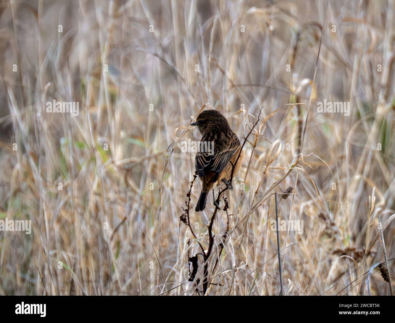 Femelle Stonechat perchée sur une brindille Banque D'Images