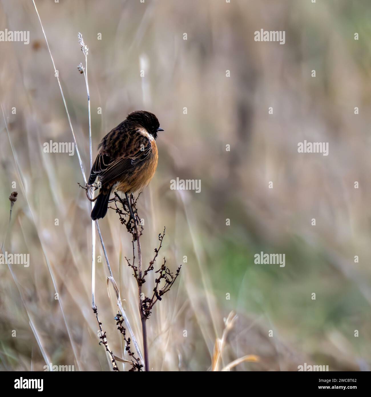 Mâle Stonechat perché sur une brindille Banque D'Images