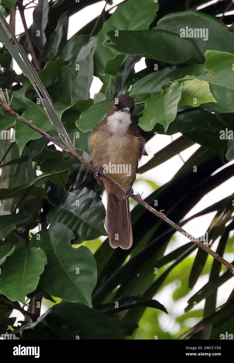 Simple Greenbull (Chlorocichla simplex) adulte perché sur la brindille Ankasa, Ghana, Afrique. Novembre Banque D'Images