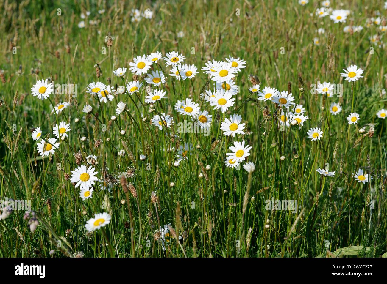 Margerite, Wiesen-Margerite, Wiesenmargerite, Magerwiesen-Margerite, Margeriten, Leucanthemum vulgare, Chrysanthemum leucanthemum, Leucanthemum ircuti Banque D'Images