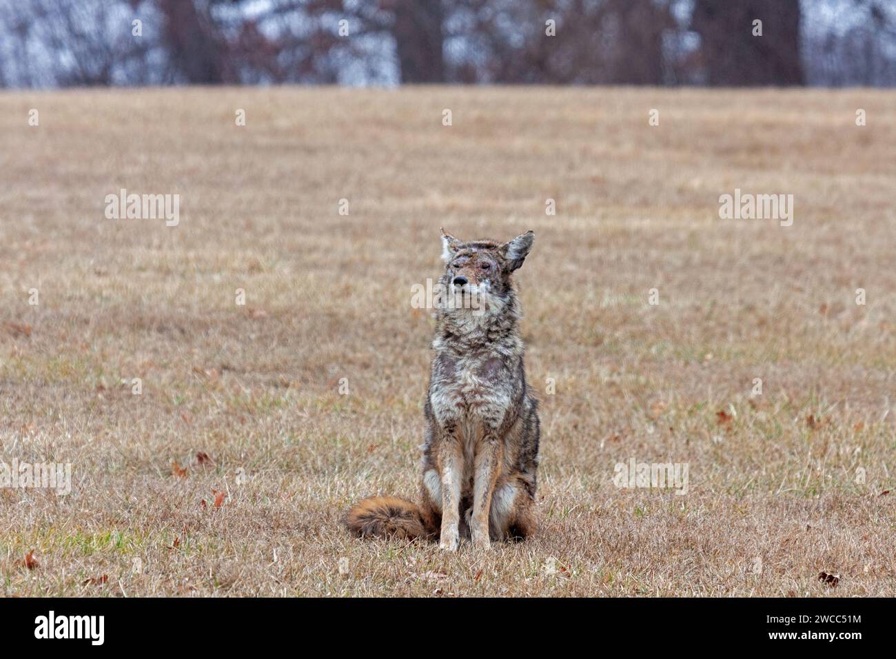 Un coyote blessé assis à l'attention dans une prairie. Banque D'Images