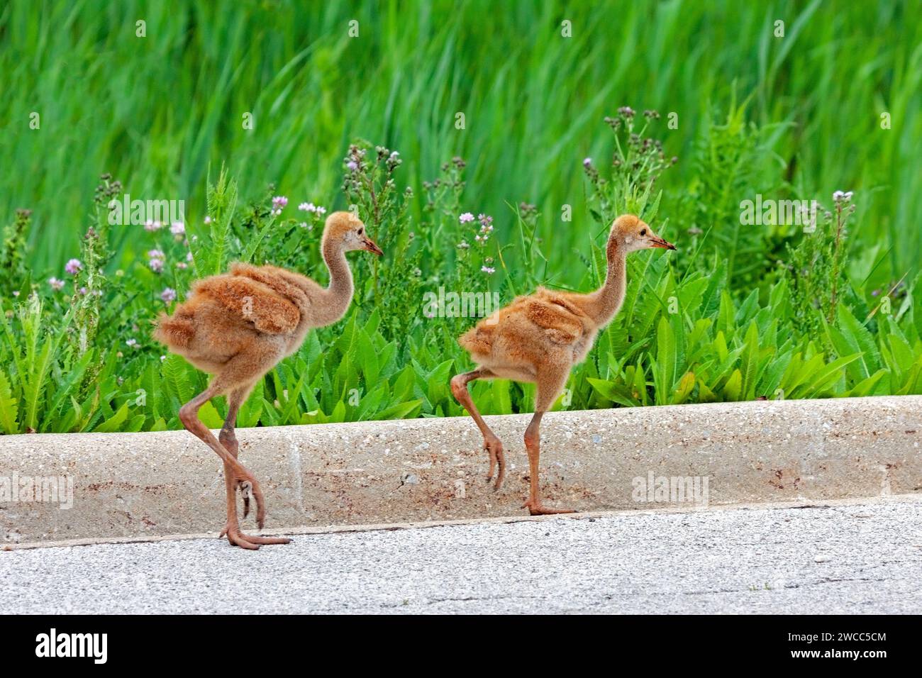 Les plumes moelleuses orange de deux poupées de grue de sable se distinguent par contraste avec les herbes d'un marais. Les poulains traversent rapidement la route pour se cacher dans le Banque D'Images