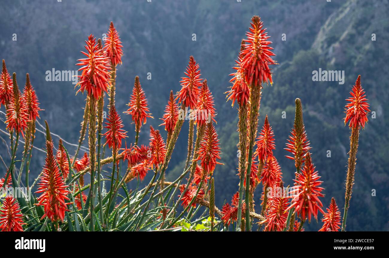 Aloe vera sauvage en pleine floraison, coucher de soleil, falaises. Banque D'Images