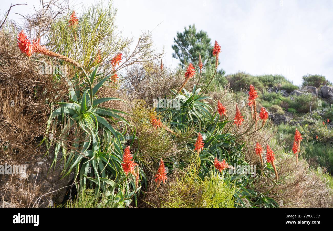 Aloe vera sauvage en pleine floraison, coucher de soleil, falaises. Banque D'Images